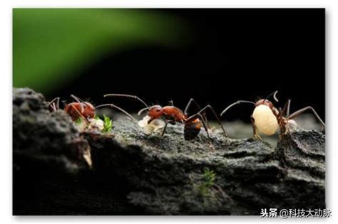 為什麼螞蟻會突然出現
